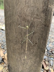 Phasmatini