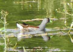 Porphyriops melanops