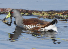 Porphyriops melanops