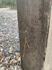 Phasmatini