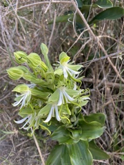 Bonatea speciosa