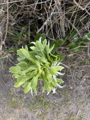 Bonatea speciosa