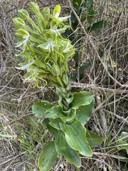 Bonatea speciosa