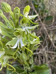 Bonatea speciosa