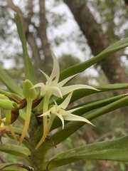 Cyrtorchis arcuata arcuata