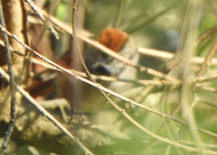 Synallaxis frontalis