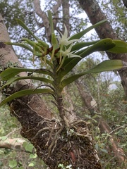 Cyrtorchis arcuata arcuata