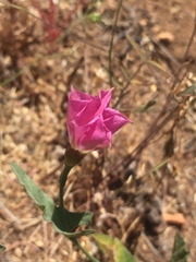 Convolvulus chilensis