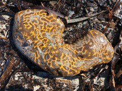 Botrylloides perspicuus