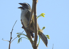 Saltator similis