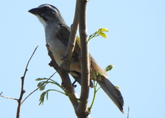 Saltator similis