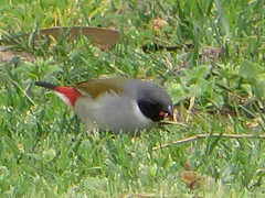 Coccopygia melanotis