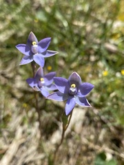 Thelymitra arenaria