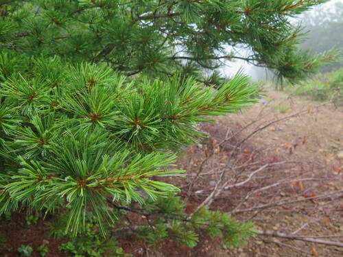 Korean pine