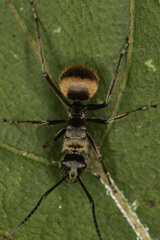 Polyrhachis illaudata