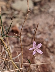 Stephanomeria