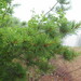 Pinus koraiensis - Photo (c) sergeyprokopenko, vissa rättigheter förbehållna (CC BY-NC), uppladdad av sergeyprokopenko