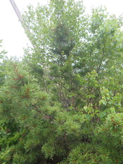 Pinus koraiensis