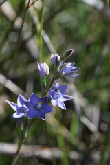 Thelymitra arenaria