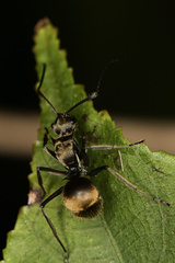Polyrhachis illaudata