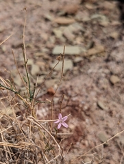 Stephanomeria