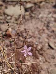 Stephanomeria
