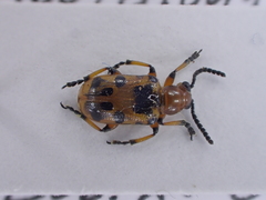 Crioceris duodecimpunctata