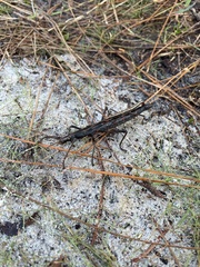 Anisomorpha buprestoides