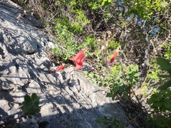 Penstemon baccharifolius