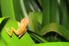 Raorchestes luteolus
