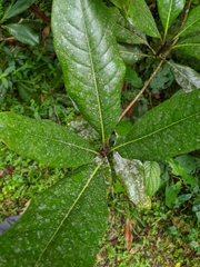 Magnoliaceae