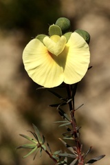Gompholobium grandiflorum