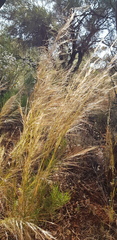 Austrostipa variabilis