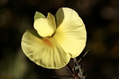 Gompholobium grandiflorum