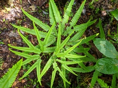 Gleicheniaceae