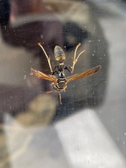 Mischocyttarus flavitarsis