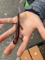 Ensatina eschscholtzii