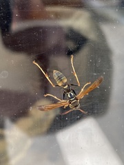 Mischocyttarus flavitarsis