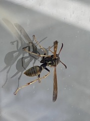 Mischocyttarus flavitarsis