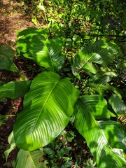 Calathea lutea