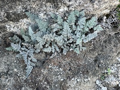 Myriopteris parryi
