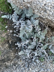 Myriopteris parryi