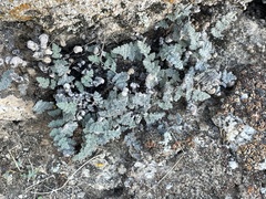 Myriopteris parryi