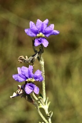Dampiera dysantha