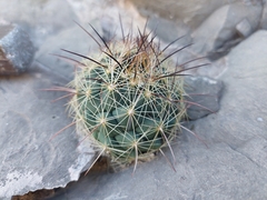 Coryphantha