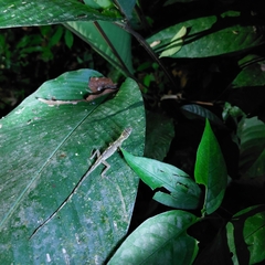 Anolis fuscoauratus