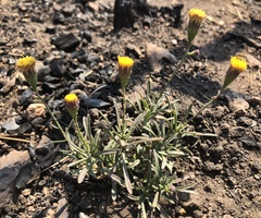 Erigeron inornatus