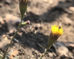 Erigeron inornatus