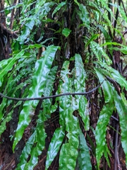 Elaphoglossum