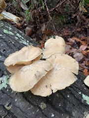 Pleurotus ostreatus